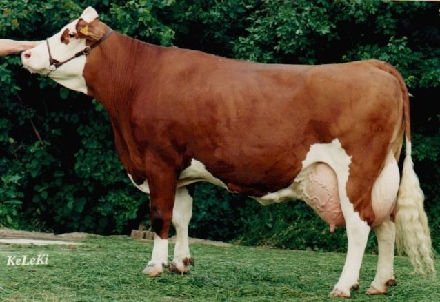 Fleckvieh fleckvieh cattle 50 Fleckvieh 50 Holstein 9931kg 364341