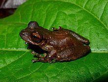 Flectonotus pygmaeus httpsuploadwikimediaorgwikipediacommonsthu