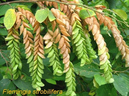 Flemingia strobilifera Flemingia strobilifera Health effects and herbal facts