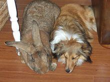 A fawn Flemish Giant Rabbit lying on the floor with a white and brown dog.