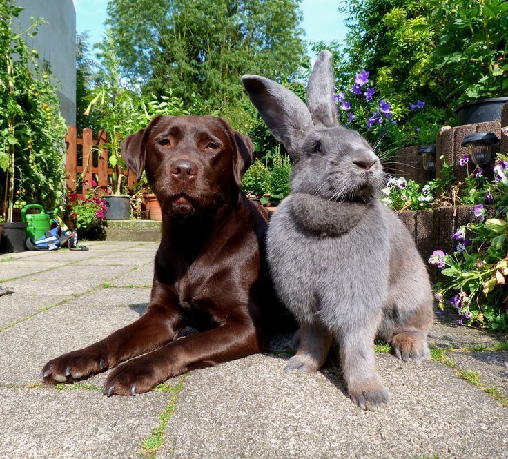 A steel-gray Flemish Giant Rabbit standing on the ground with a chocolate Labrador.