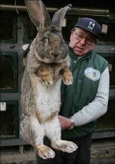 A Flemish Giant Rabbit carried by a man wearing a blue hat, eyeglasses, green vest over a white long sleeve shirt.
