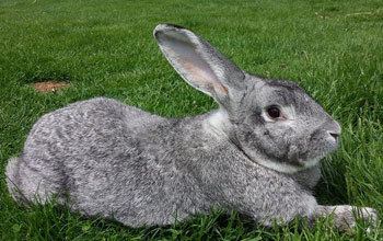 A light gray Flemish Giant Rabbit lying on the grass.
