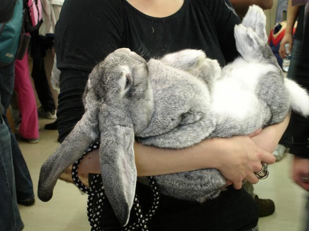 A light gray Flemish Giant Rabbit carried by a girl wearing a black shirt.
