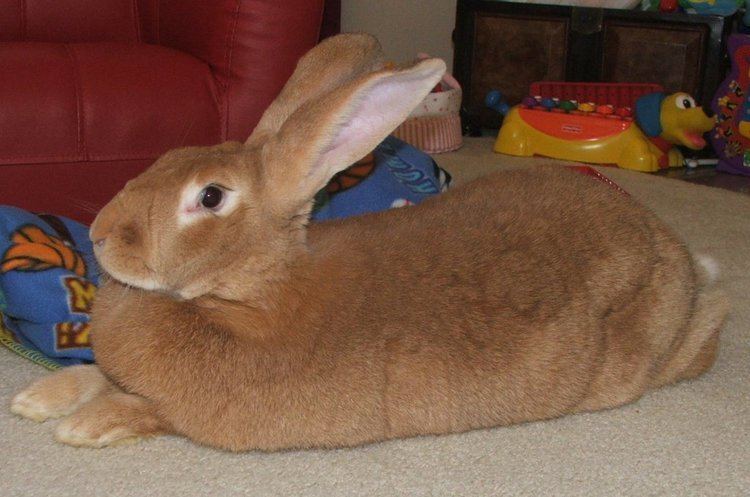 A fawn Flemish Giant Rabbit lying on the floor.