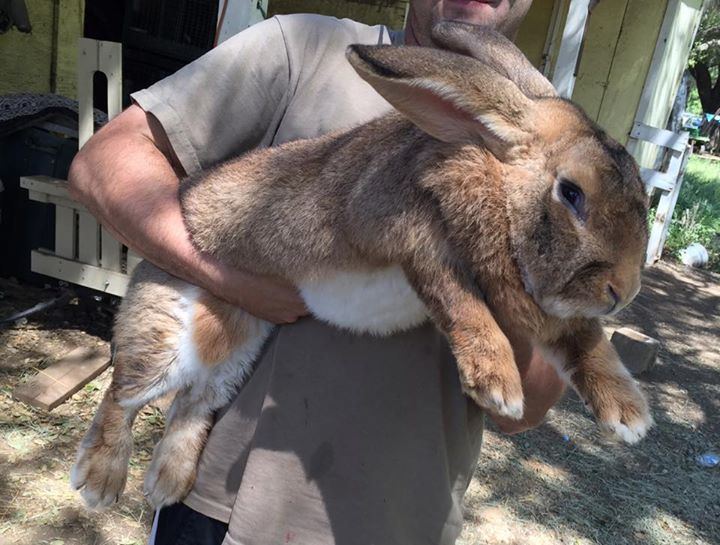 A fawn Flemish Giant Rabbit carried by a man wearing a gray shirt.