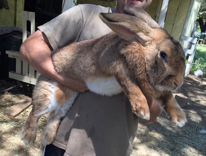 Flemish Giant rabbit ~ Detailed Information | Photos | Videos