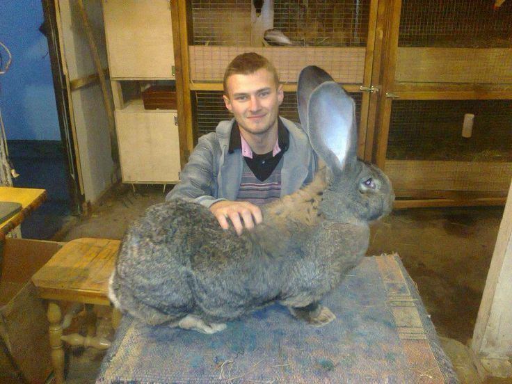 A steel-gray Flemish Giant Rabbit standing on the table while held by a man smiling and wearing a gray jacket.