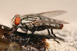 Flesh fly Flesh fly Wikipedia