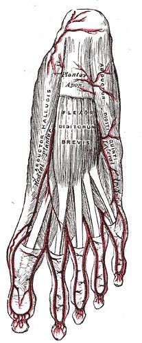 Flexor digitorum brevis muscle