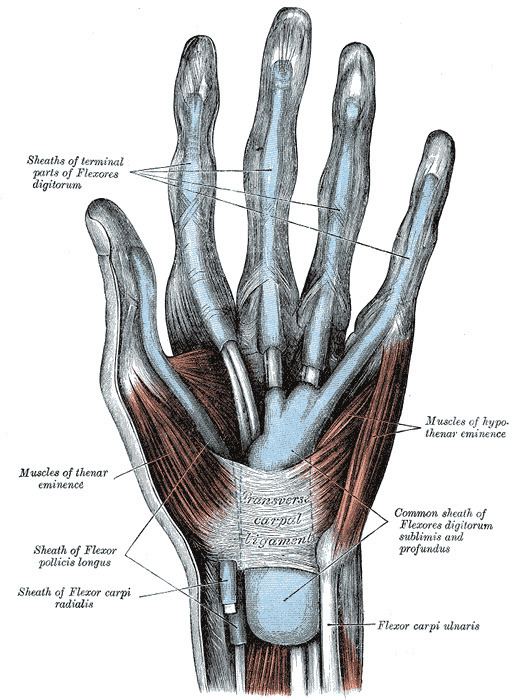 Flexor retinaculum of the hand