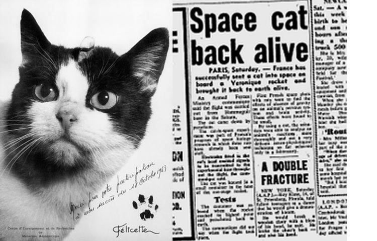 Félicette The First Cat in Space Felicette