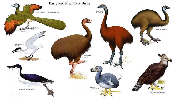 Flightless bird Flightless Birds Fun Science Facts for Kids About Flightless Birds