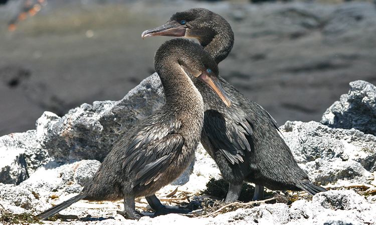 Flightless cormorant Flightless Cormorant Galapagos Conservation Trust
