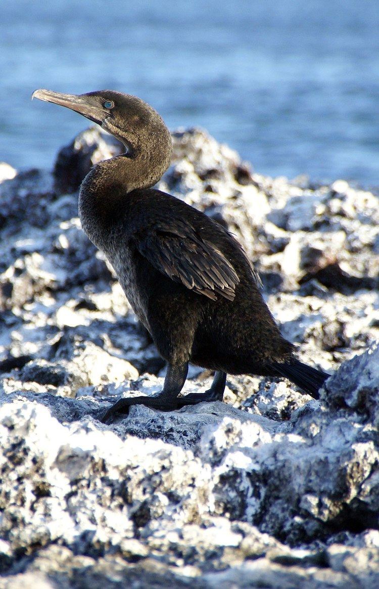Flightless cormorant Flightless cormorant Wikipedia