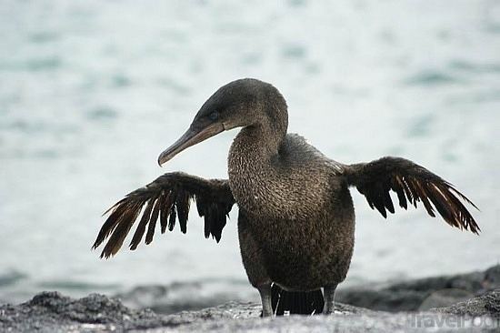 Flightless cormorant 5 Interesting Facts About Flightless Cormorants Hayden39s Animal Facts