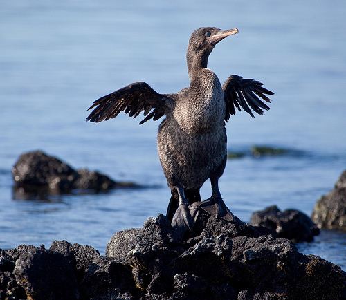 Flightless cormorant Flightless Cormorant Phalacrocorax harrisi ThingLink