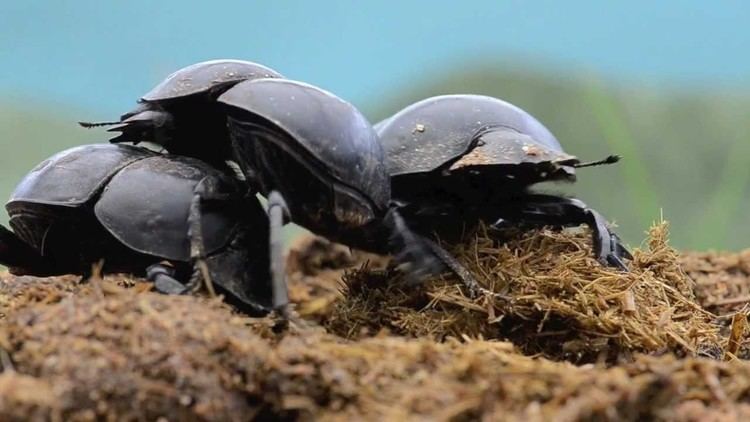 Flightless dung beetle httpsiytimgcomviyYBrrBk6vsmaxresdefaultjpg
