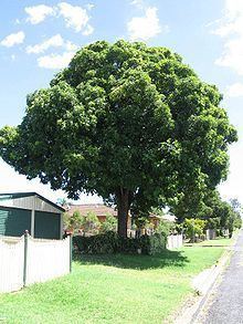 Flindersia australis httpsuploadwikimediaorgwikipediacommonsthu