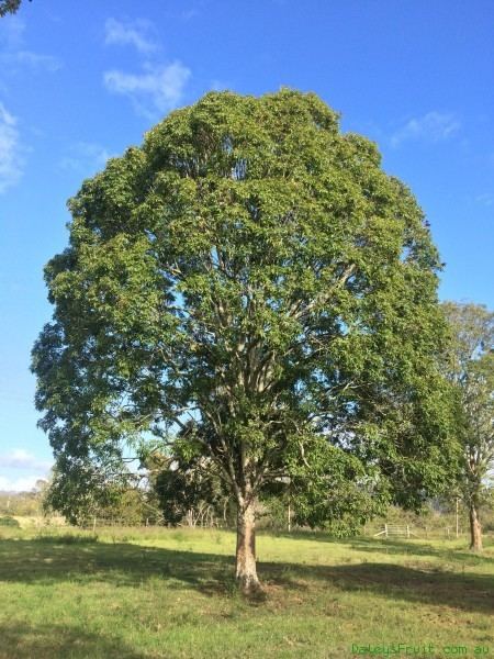 Flindersia australis Flindersia australis Teak or Crows Ash Tree