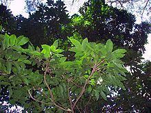 Flindersia bennettii httpsuploadwikimediaorgwikipediacommonsthu