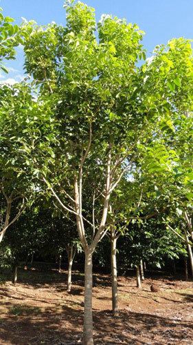 Flindersia brayleyana FLINDERSIA brayleyana Queensland Maple Australian Native Tree