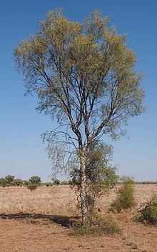 Flindersia maculosa httpsuploadwikimediaorgwikipediacommonsthu