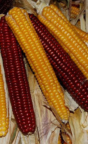 Flint corn Slow Food USA Roy39s Calais flint corn