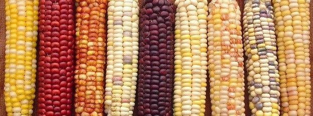 Flint corn Newmarket Happenings Flint Corn with Antique Sheller at Newmarket