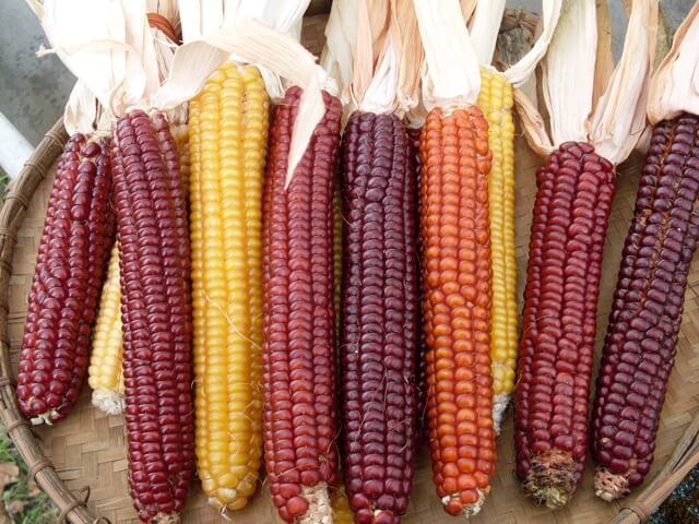 Flint corn Flint Corn Cascade RubyGold Organic Adaptive Seeds