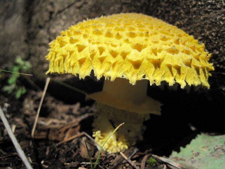 Floccularia Floccularia straminea New Mexico Mycological Society