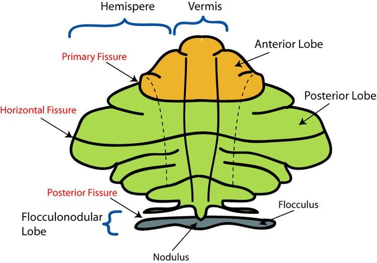Flocculonodular lobe