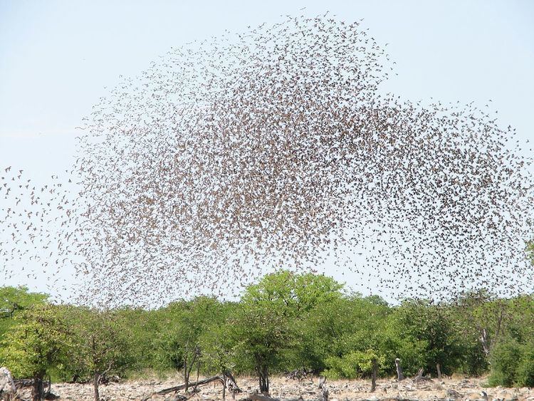 Flock (birds)