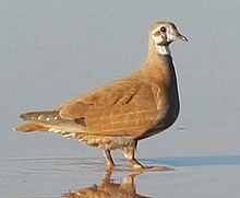 Flock bronzewing httpsuploadwikimediaorgwikipediacommonsthu