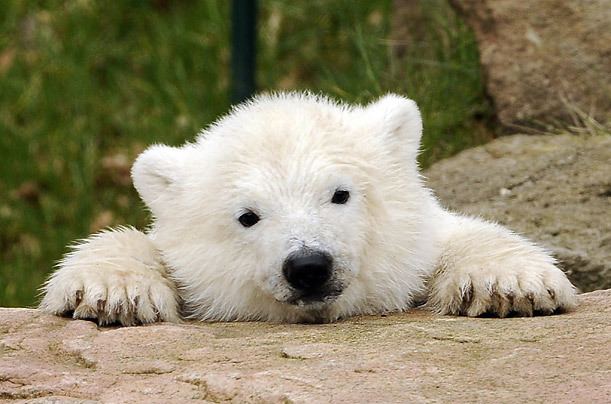 Flocke Germany39s Latest Polar Bear Celebrity Photo Essays TIME