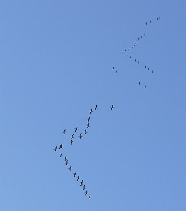 Flocking (behavior)