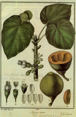 Flora Huayaquilensis