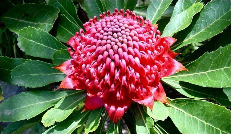 Flora Of Australia Alchetron The Free Social Encyclopedia