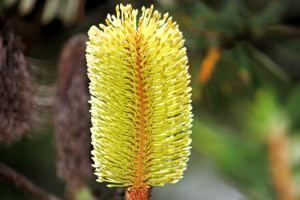 Flora of Australia An aboriginal garden flowers and plants of Australia39s coast