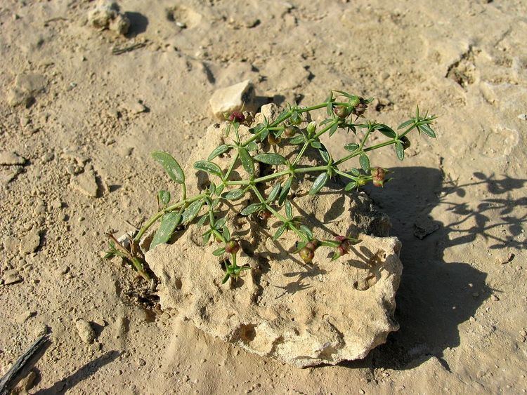 Flora of Qatar