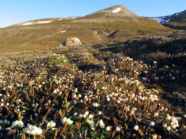Flora of Svalbard