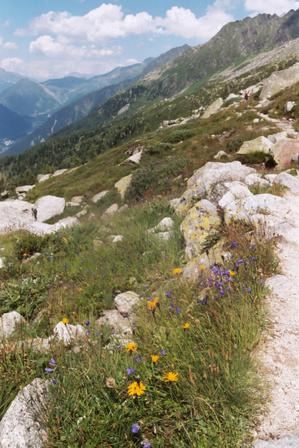 Flora of the Alps