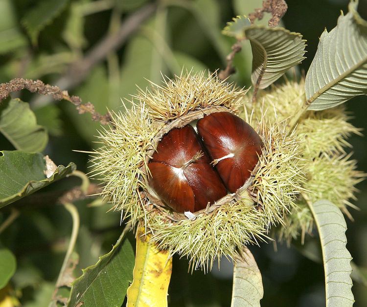 Flora of Turkey, Fagaceae