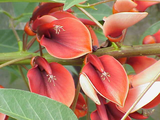 Flora of Uruguay