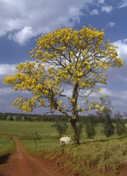 Flora of Venezuela