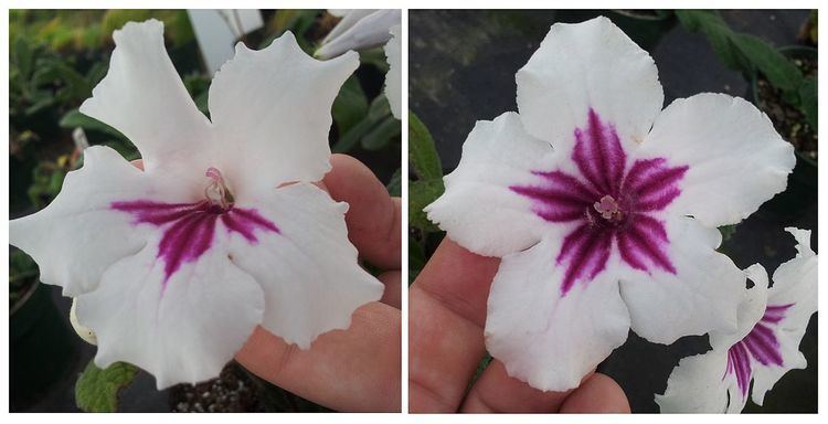Floral symmetry
