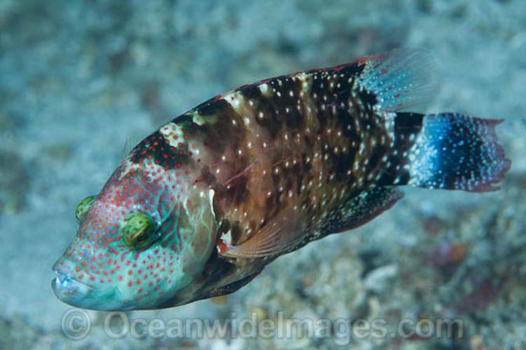 Floral wrasse Floral Wrasse Information and Picture Sea Animals