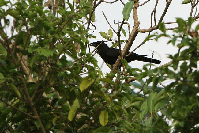Flores crow Oriental Bird Club Image Database Flores Crow Corvus florensis