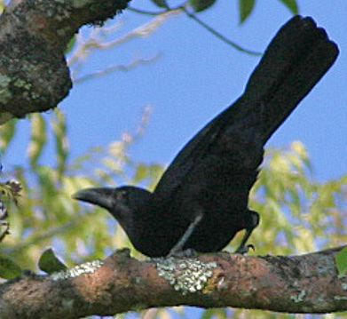 Flores crow FileFlores Crow Corvus florensis 8074132731 croppedjpg