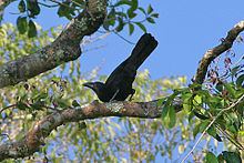 Flores crow httpsuploadwikimediaorgwikipediacommonsthu